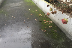 Verdure sur la bordure du chemin